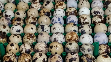 15 Coturnix Quail Hatching Eggs