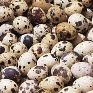35 Coturnix Quail Hatching Eggs