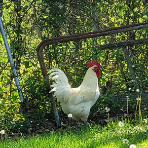 American Bresse Rooster standing nest to a fence