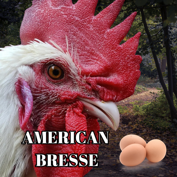 Meet The American Bresse Chicken